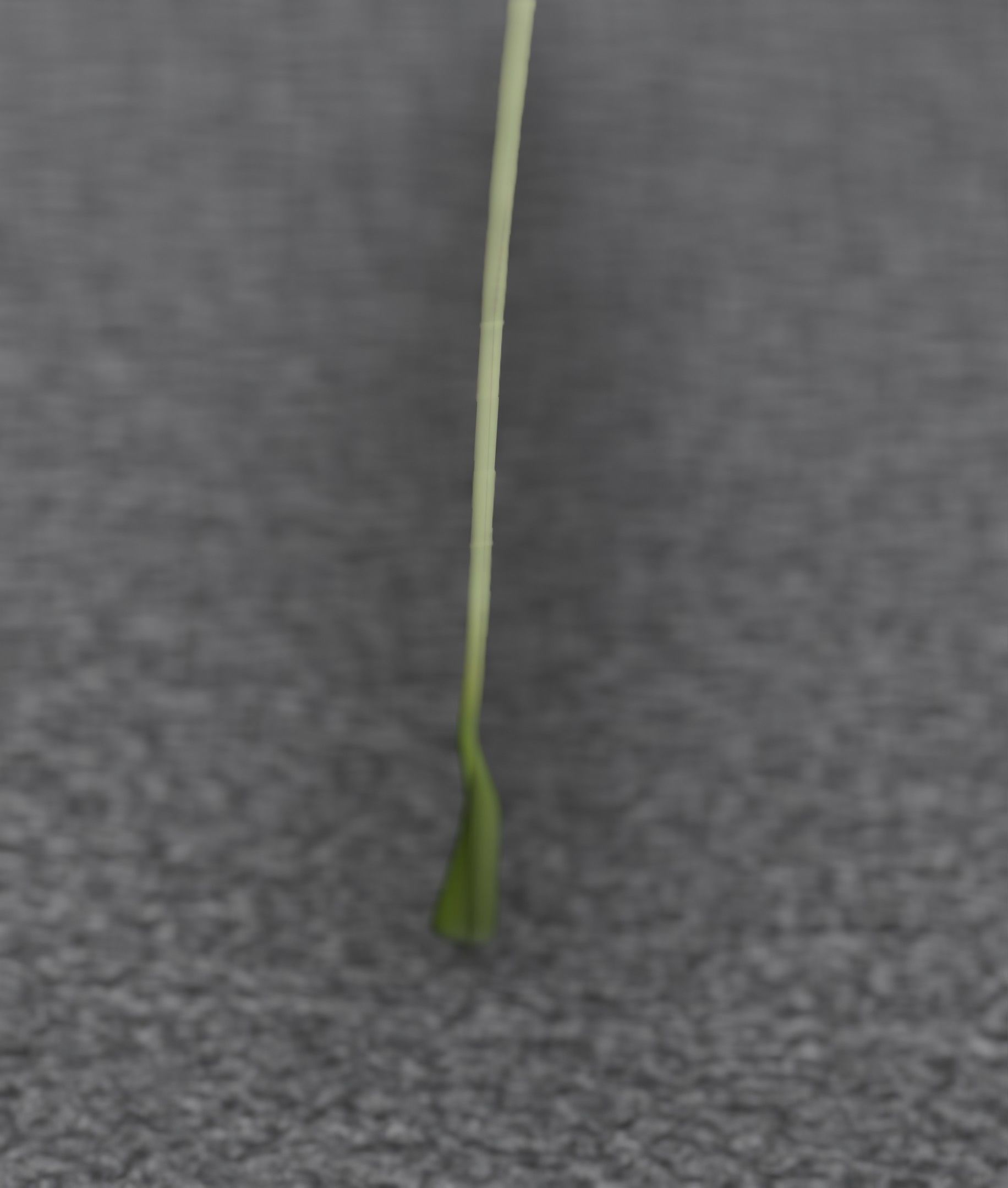 Low-Poly Dandelion Flower Version 6 - Object 37 Low-poly 3D model_16