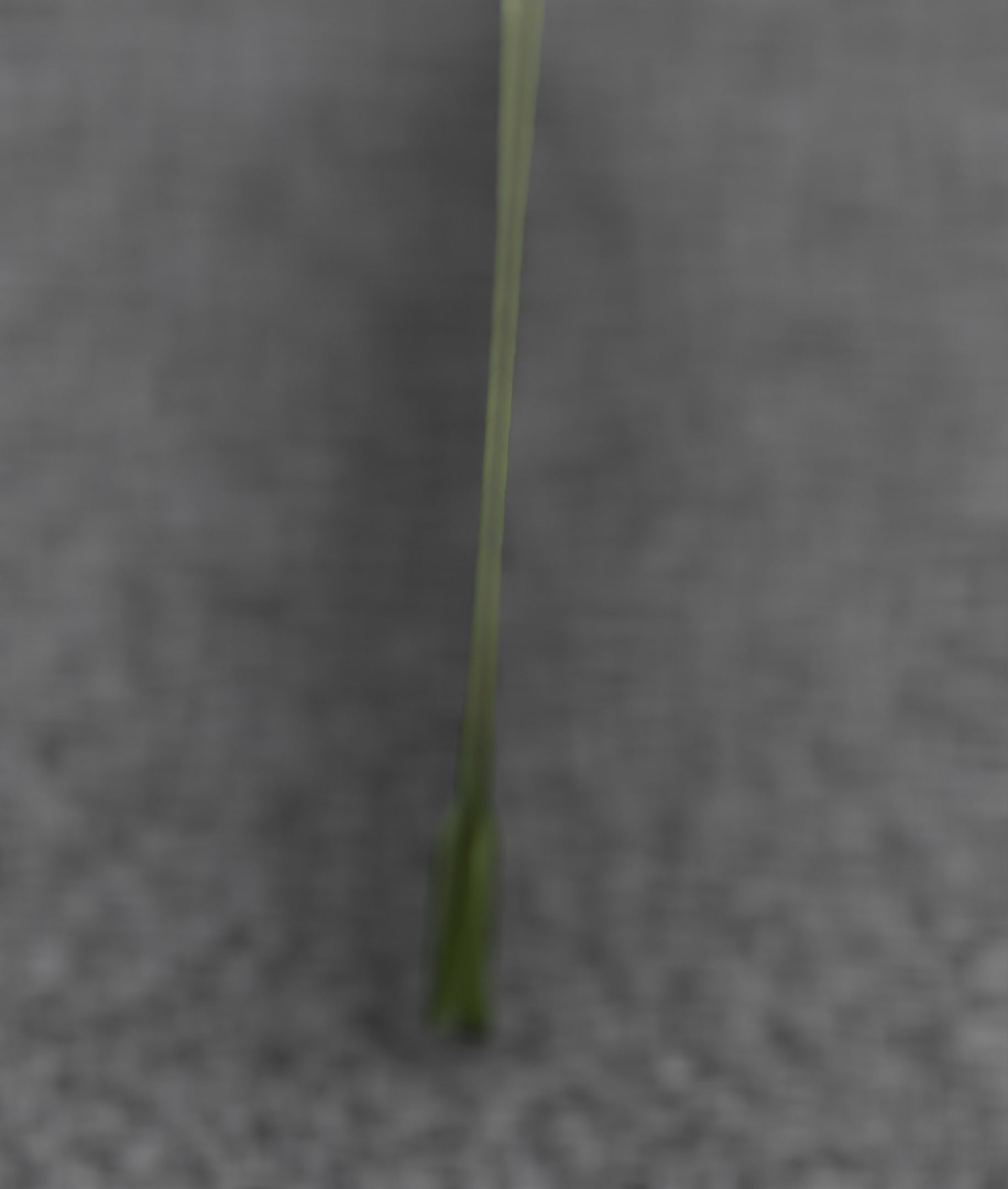 Low-Poly Dandelion Flower Version 6 - Object 37 Low-poly 3D model_38