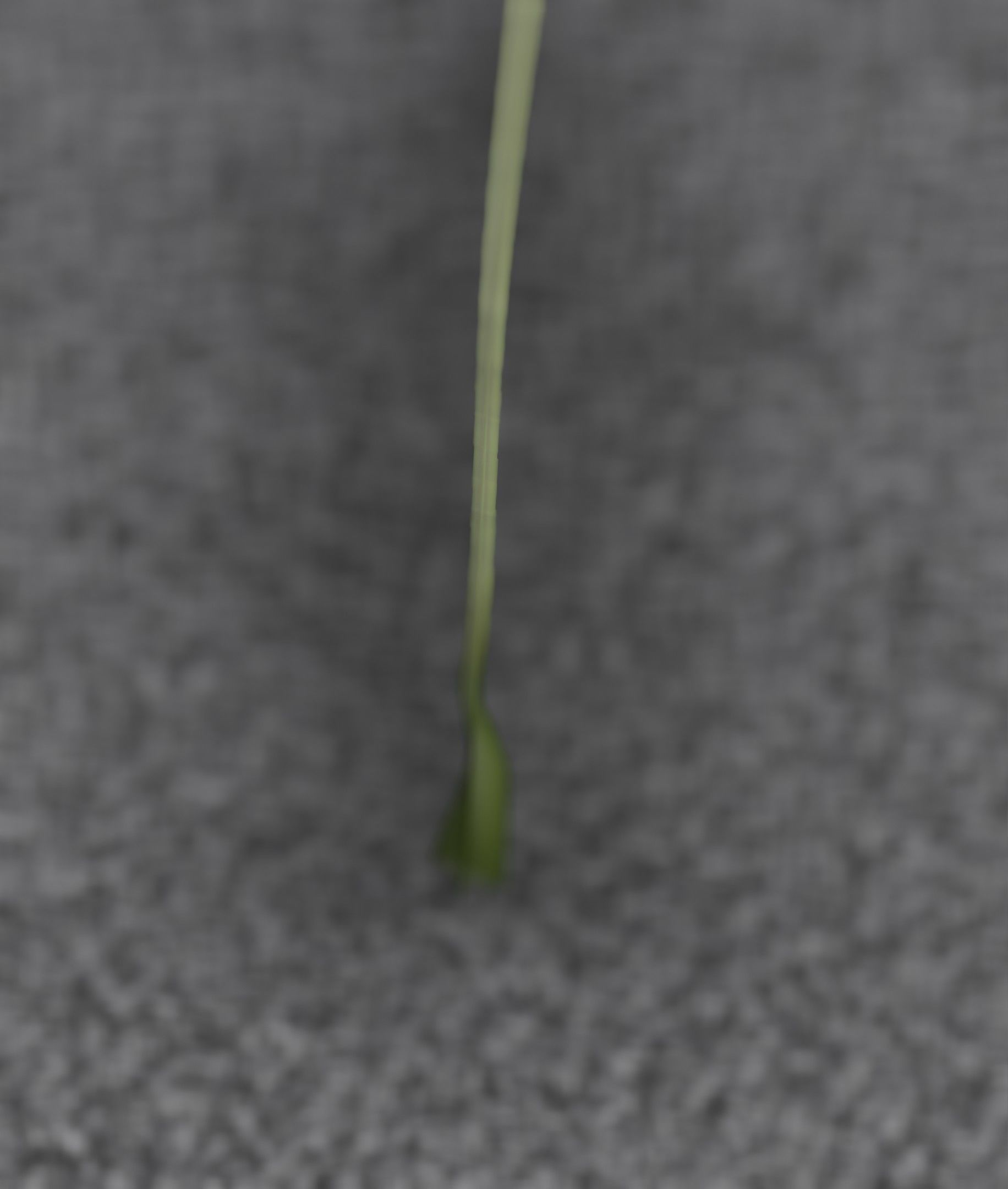 Low-Poly Dandelion Flower Version 6 - Object 37 Low-poly 3D model_41