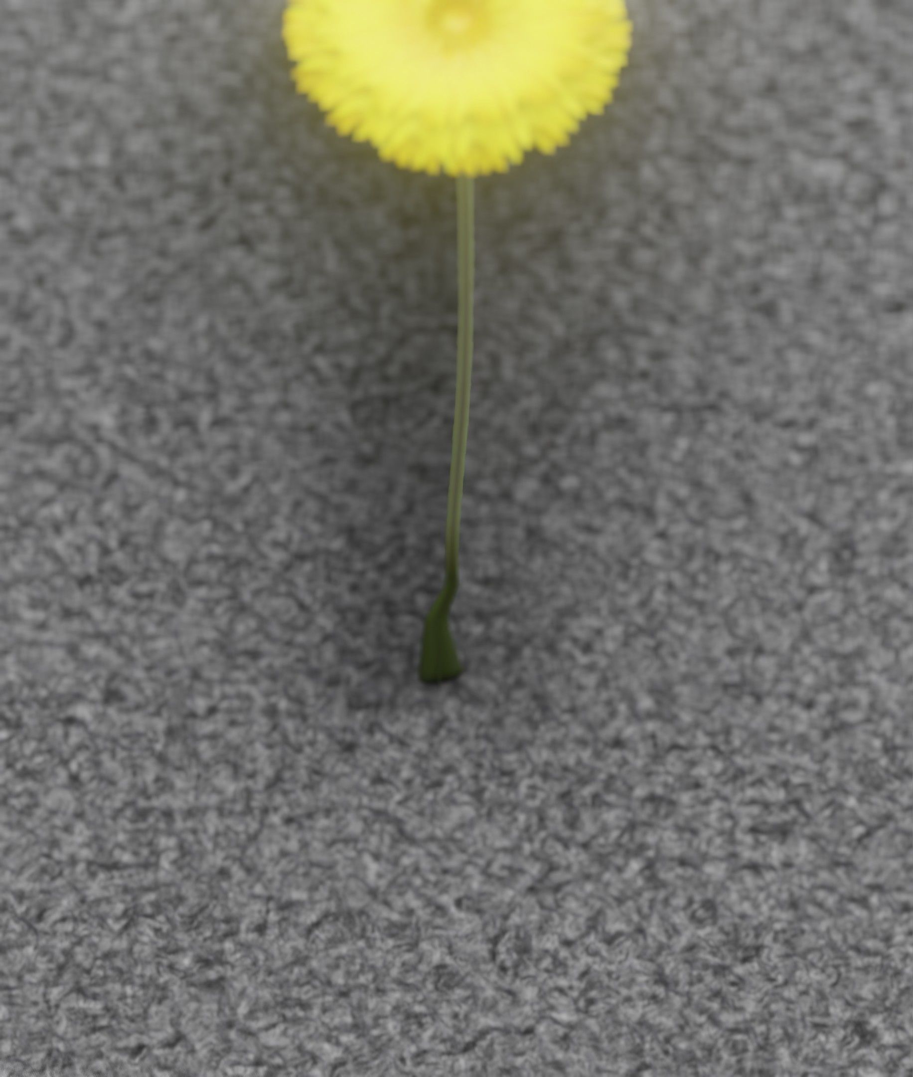 Low-Poly Dandelion Flower Version 6 - Object 37 Low-poly 3D model_23
