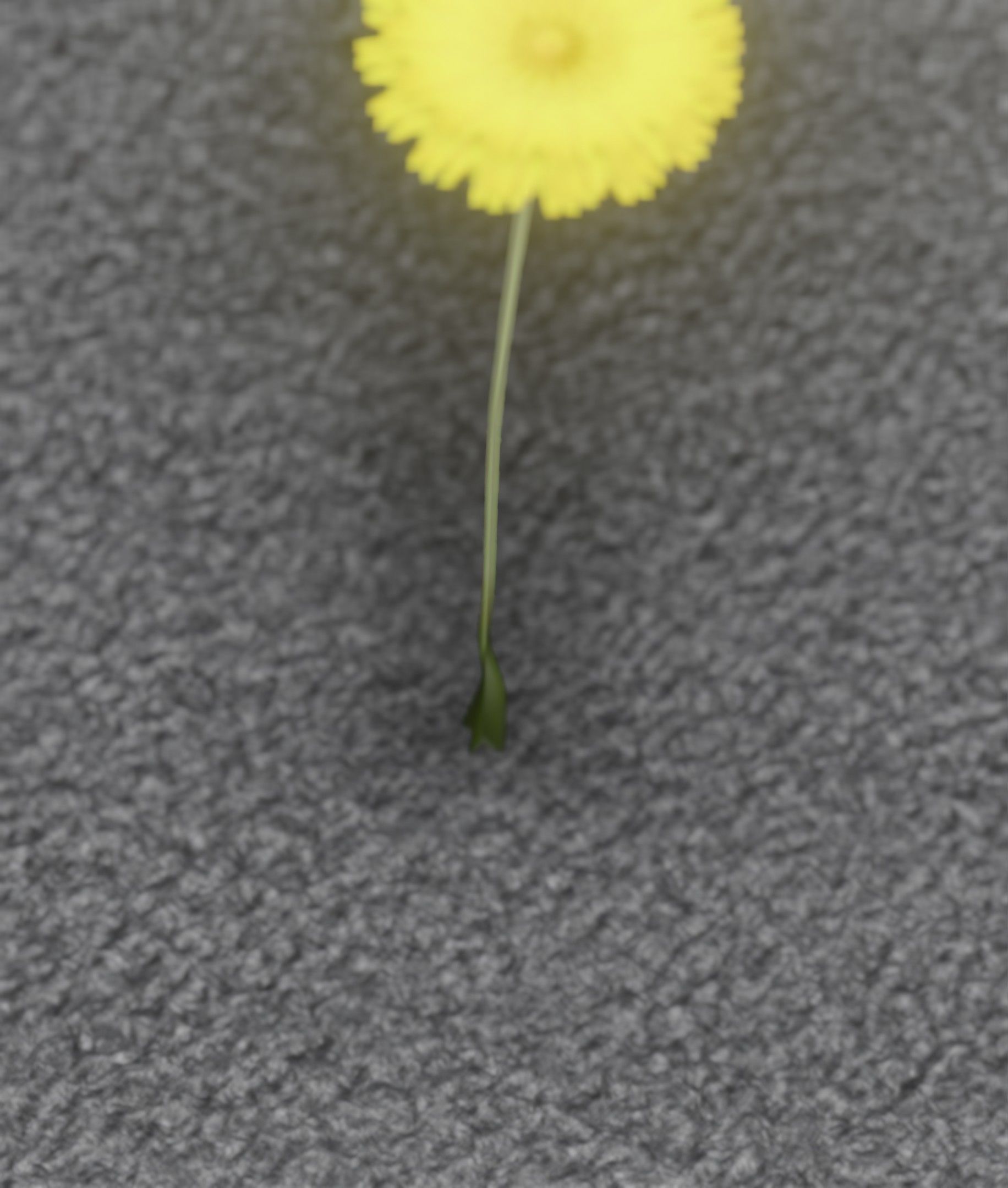 Low-Poly Dandelion Flower Version 6 - Object 37 Low-poly 3D model_27
