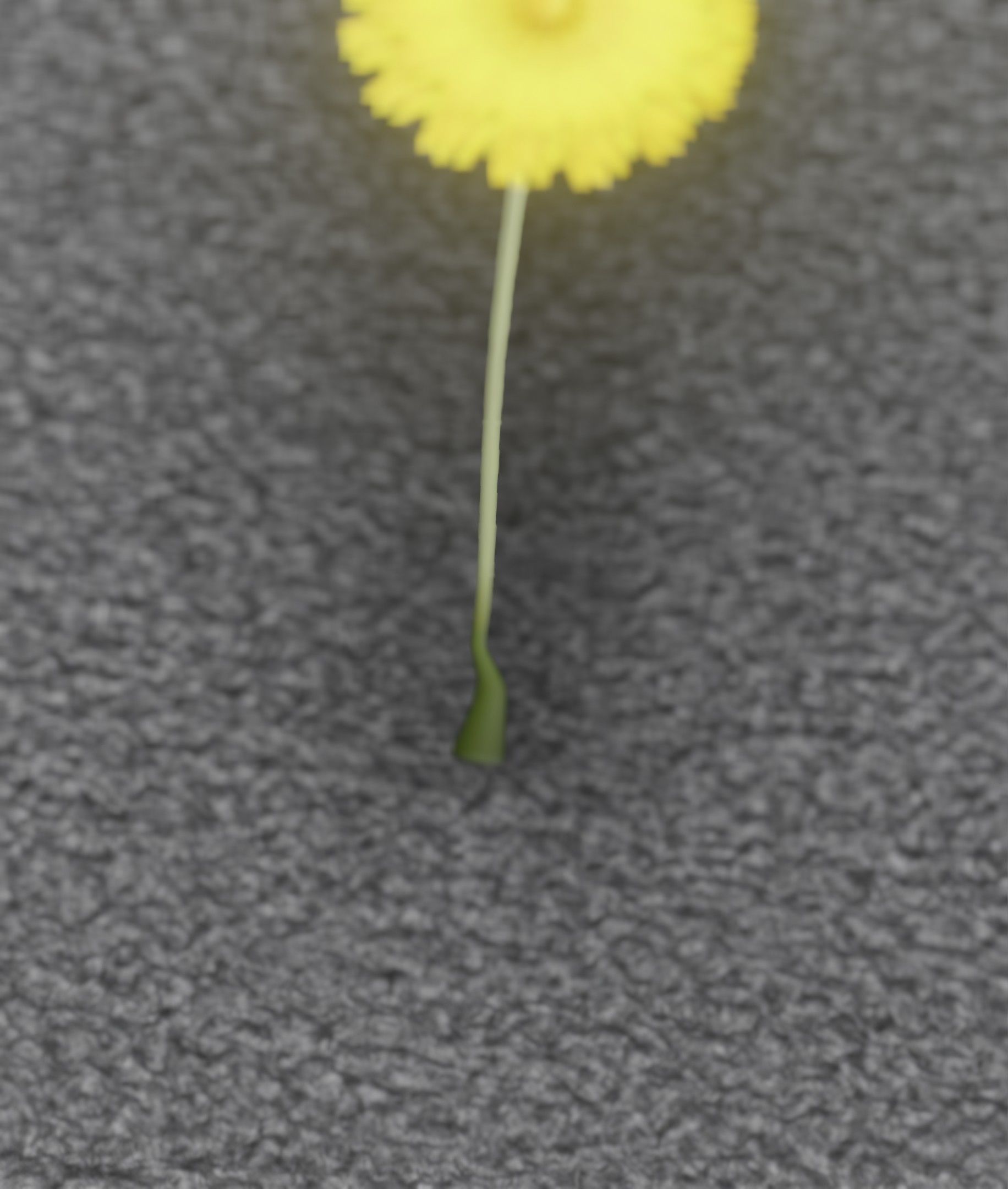 Low-Poly Dandelion Flower Version 6 - Object 37 Low-poly 3D model_29
