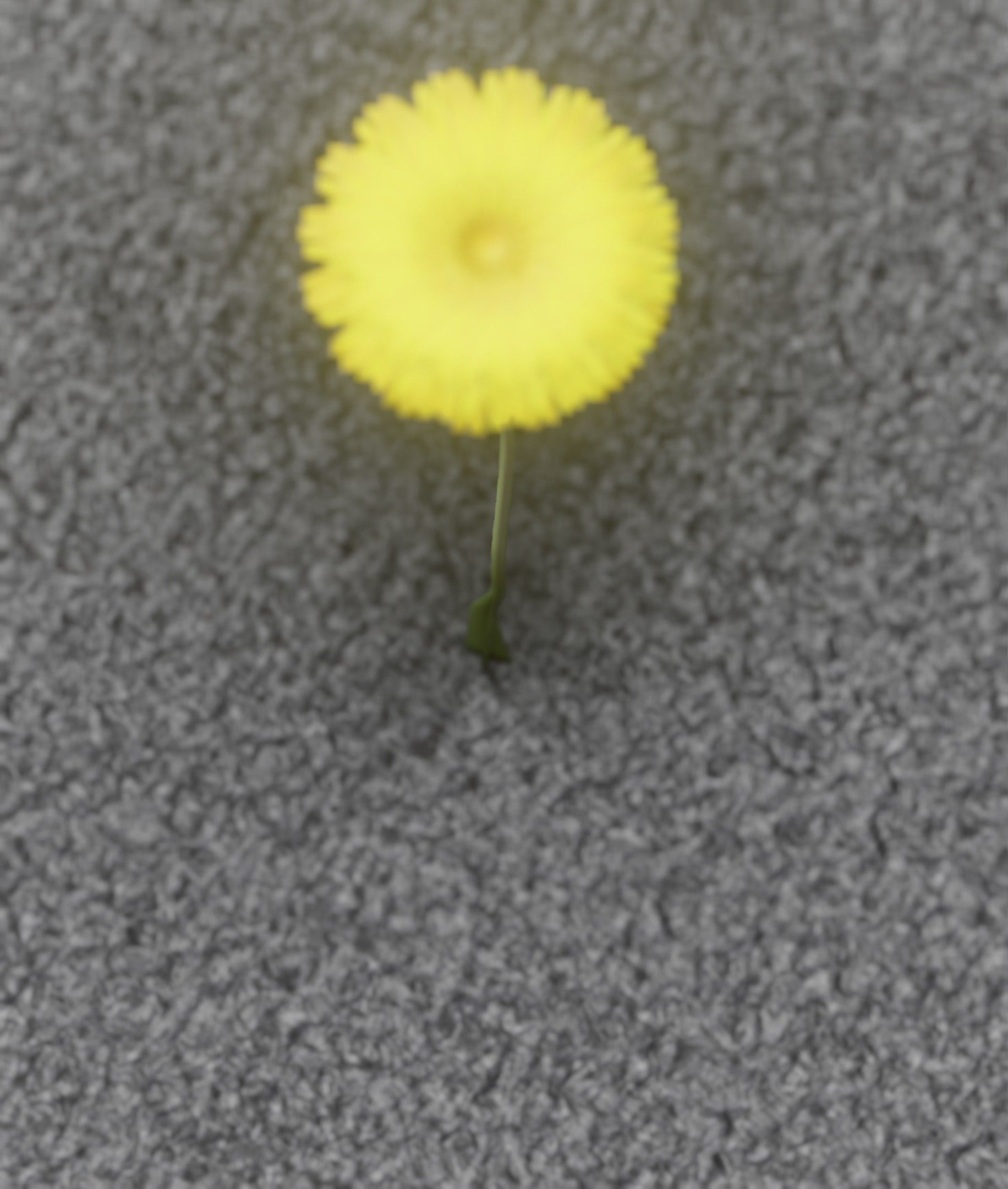 Low-Poly Dandelion Flower Version 6 - Object 37 Low-poly 3D model_7