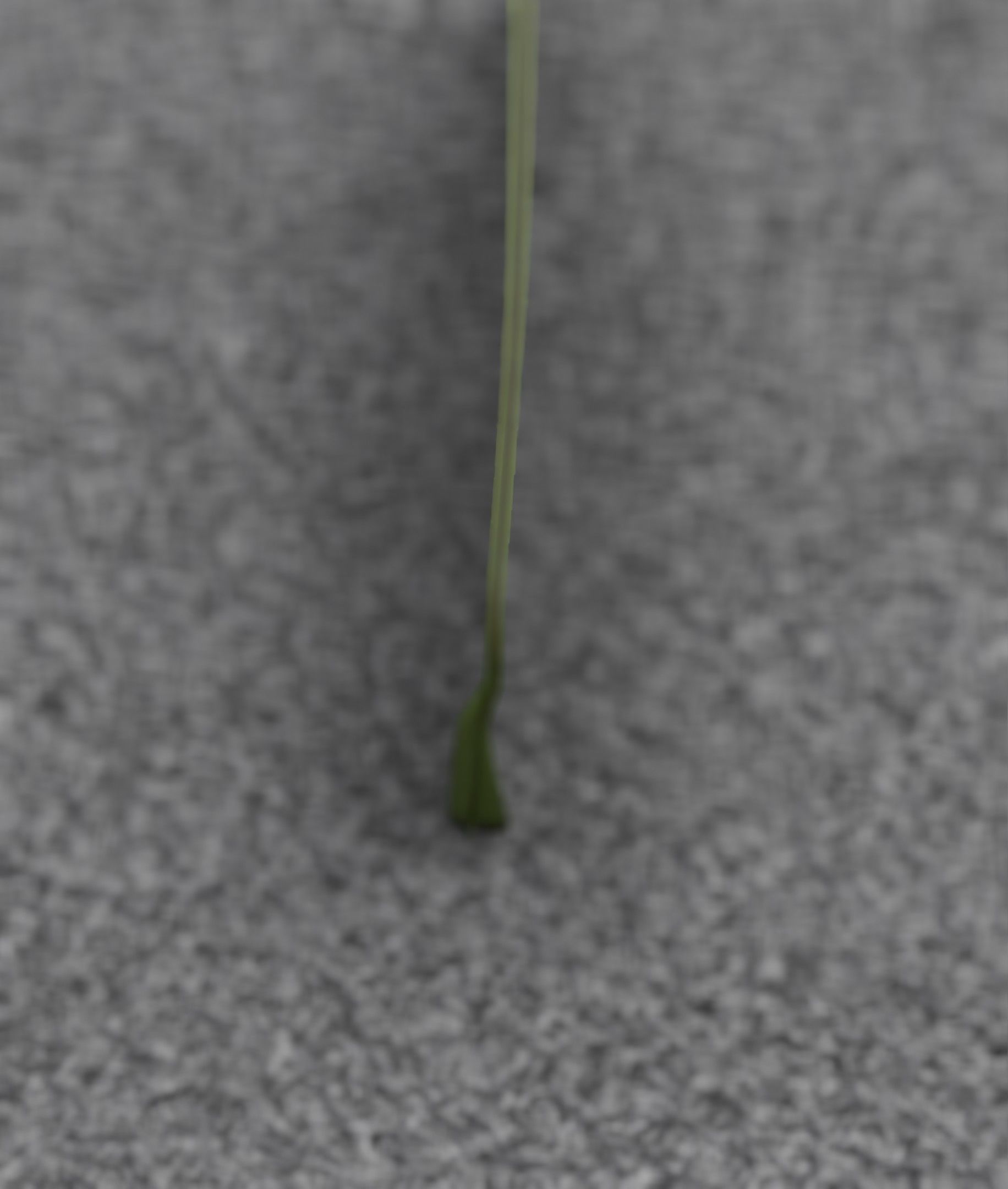Low-Poly Dandelion Flower Version 6 - Object 37 Low-poly 3D model_12