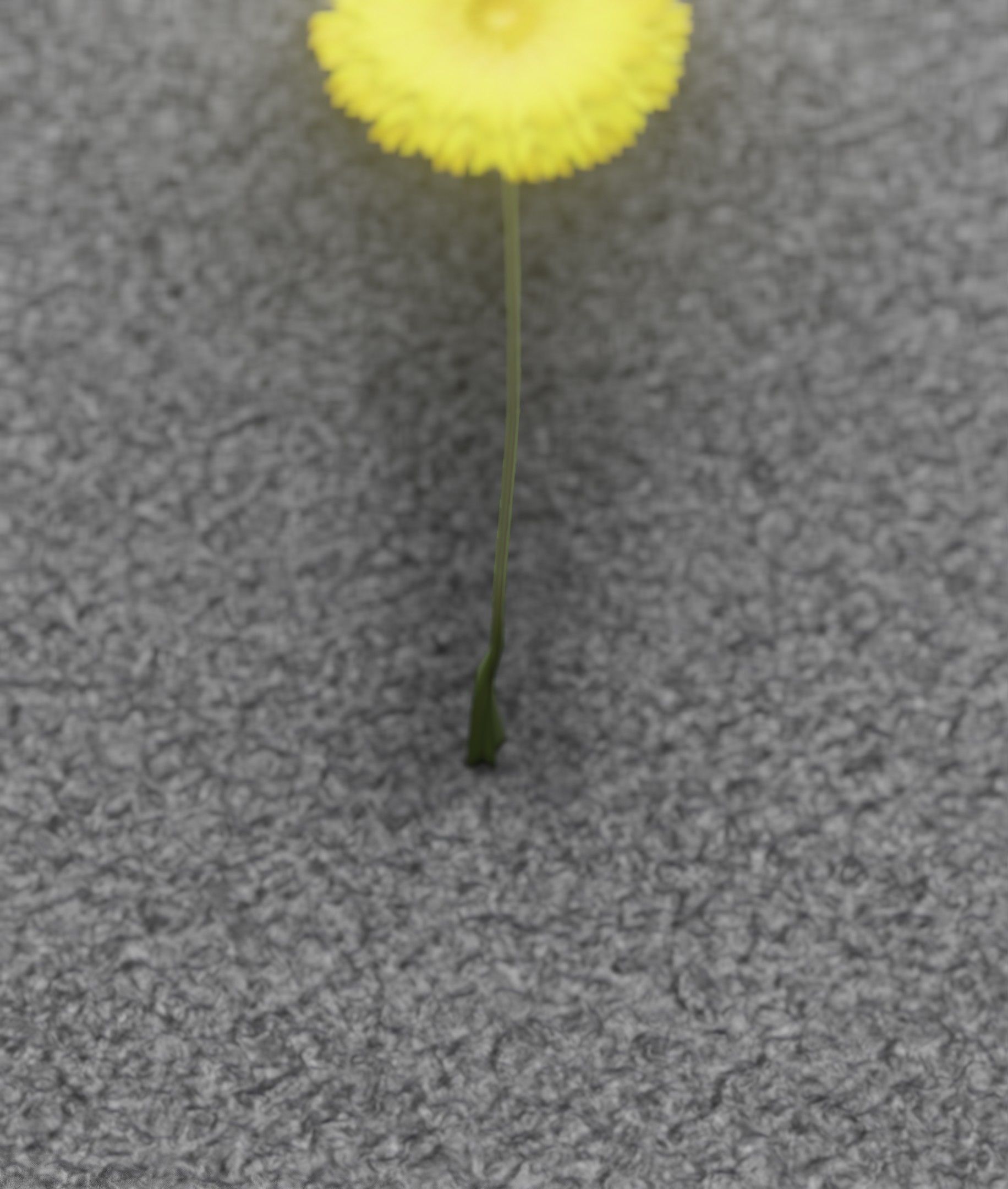 Low-Poly Dandelion Flower Version 6 - Object 37 Low-poly 3D model_22