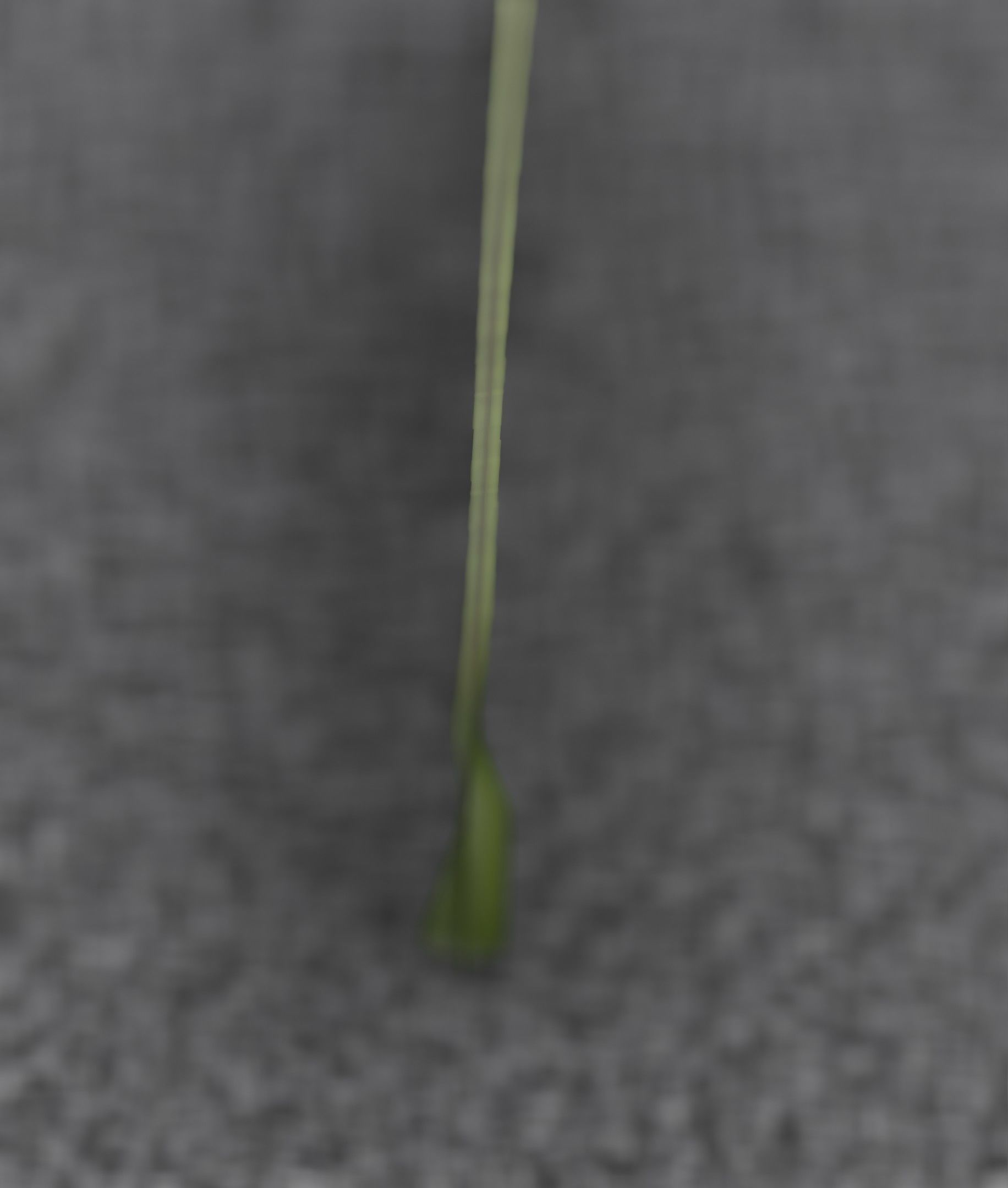 Low-Poly Dandelion Flower Version 6 - Object 37 Low-poly 3D model_40