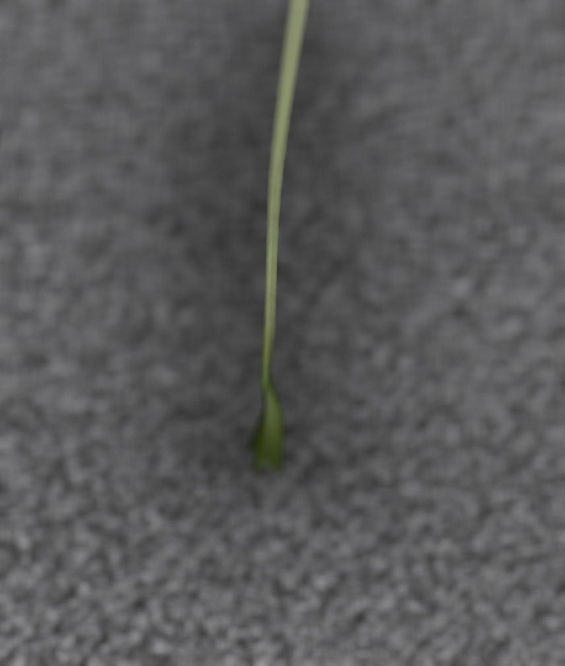 Low-Poly Dandelion Flower Version 6 - Object 37 Low-poly 3D model_42