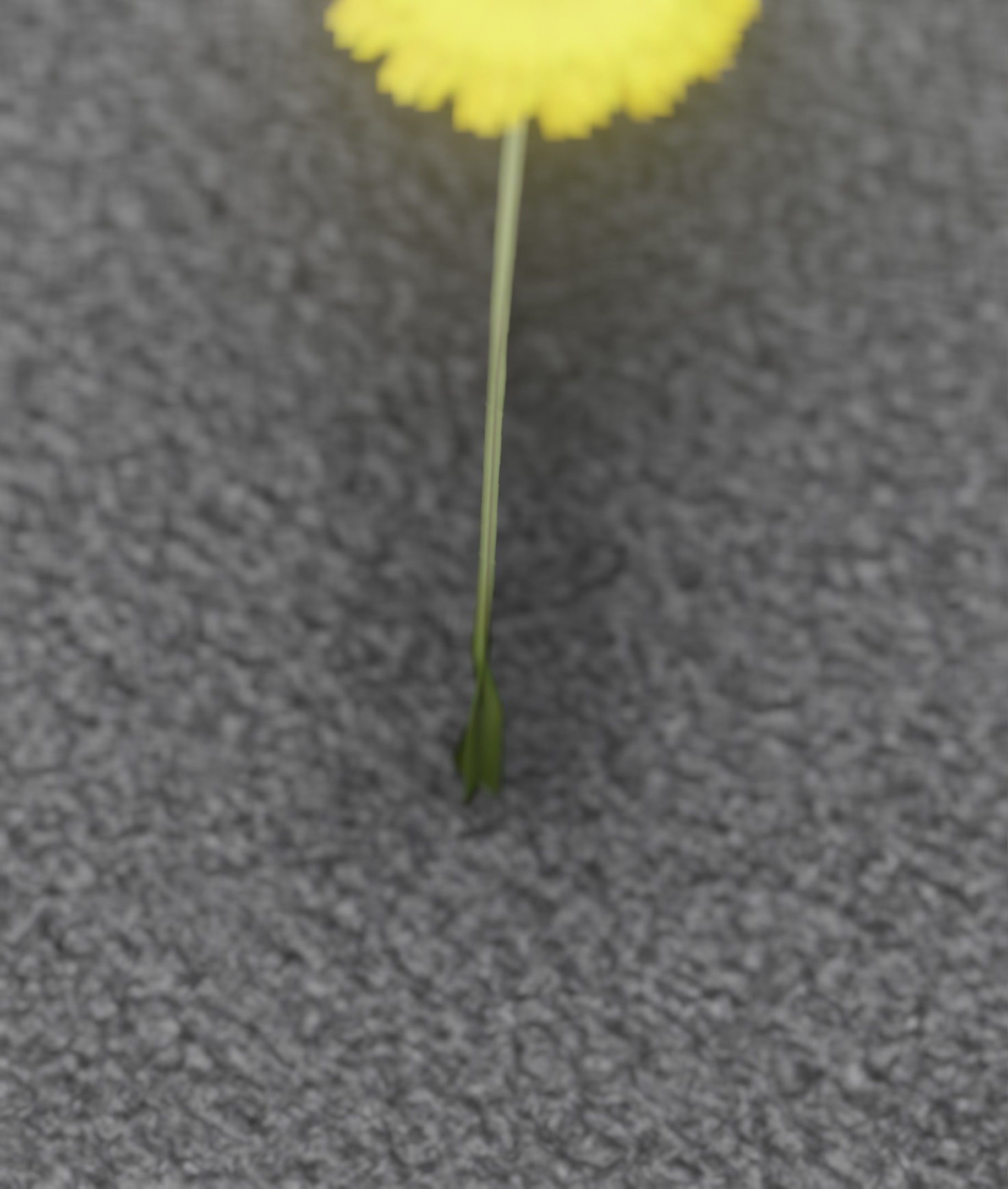 Low-Poly Dandelion Flower Version 6 - Object 37 Low-poly 3D model_30