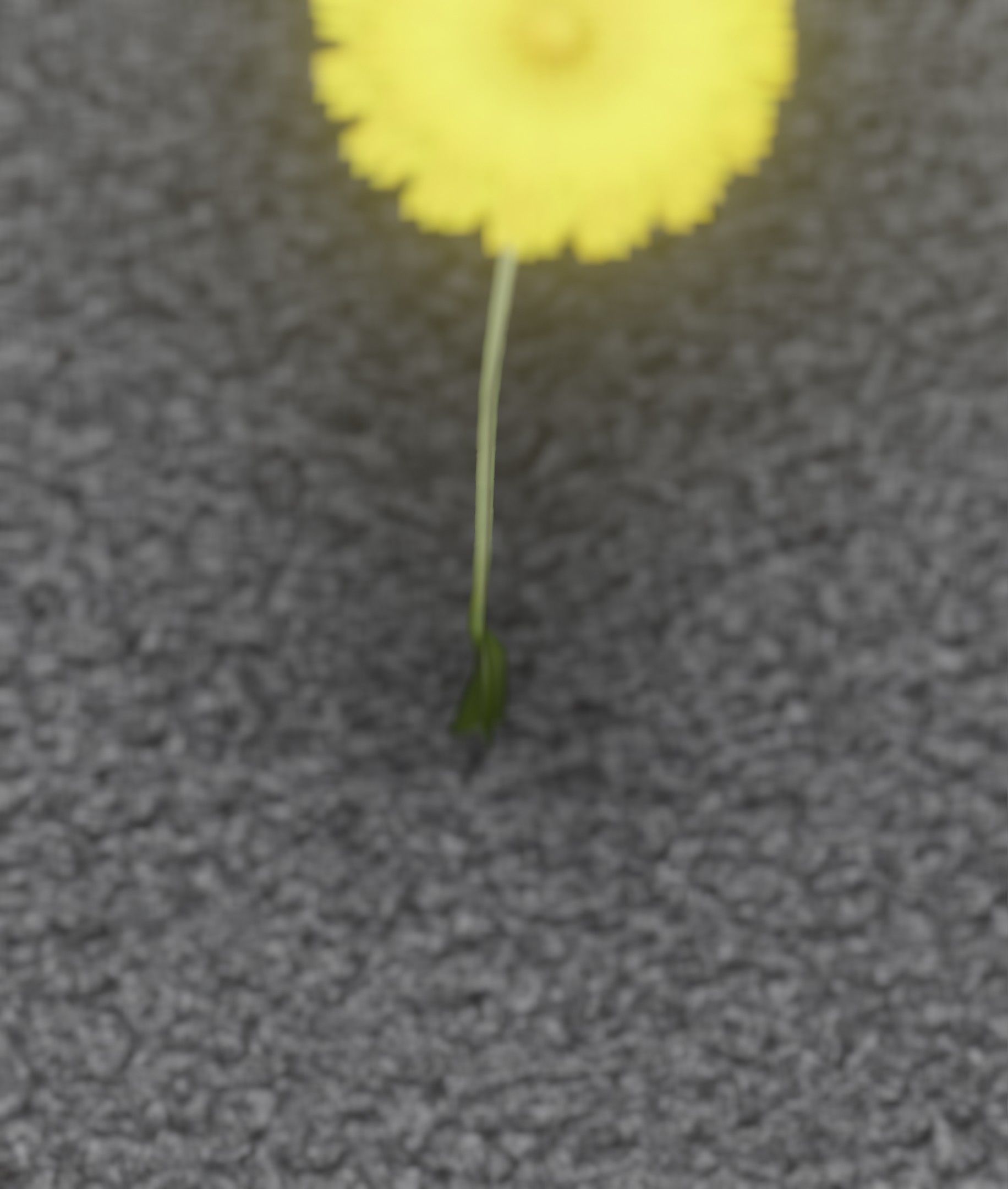 Low-Poly Dandelion Flower Version 6 - Object 37 Low-poly 3D model_44