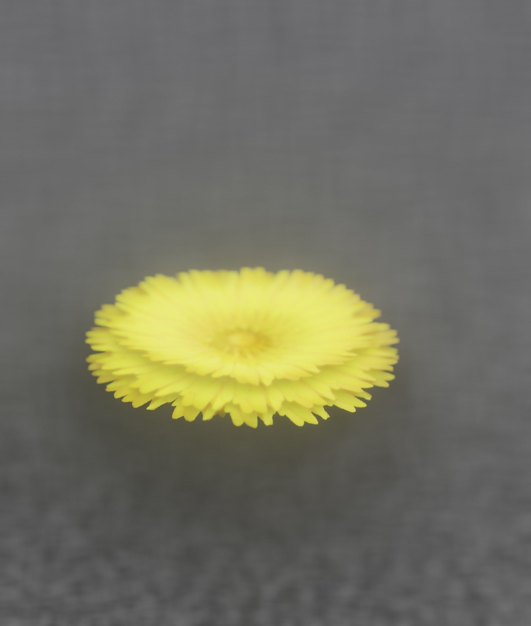 Dandelion Flower Blossom Version 7 - Object 38 Low-poly 3D model_46