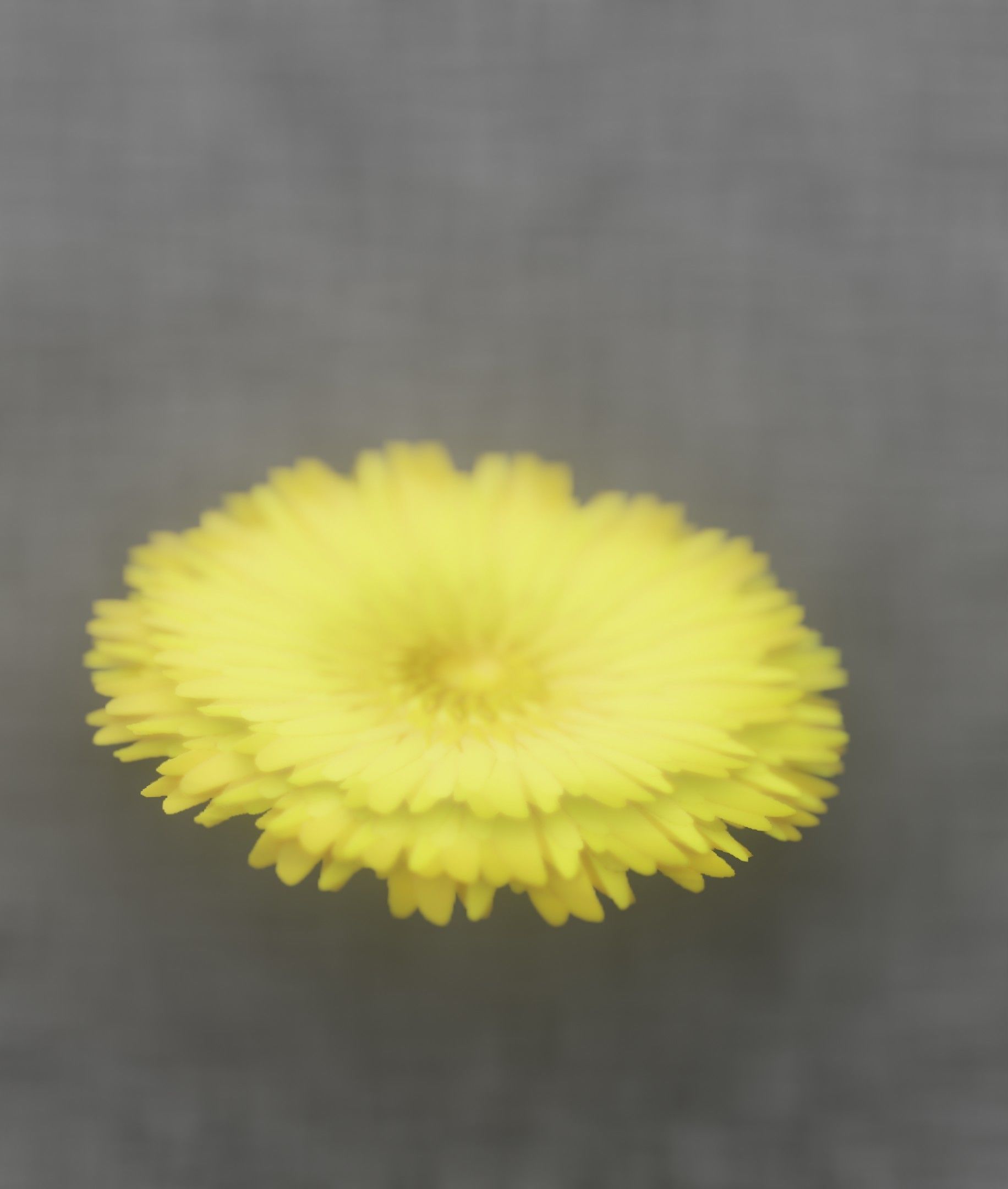 Dandelion Flower Blossom Version 7 - Object 38 Low-poly 3D model_10