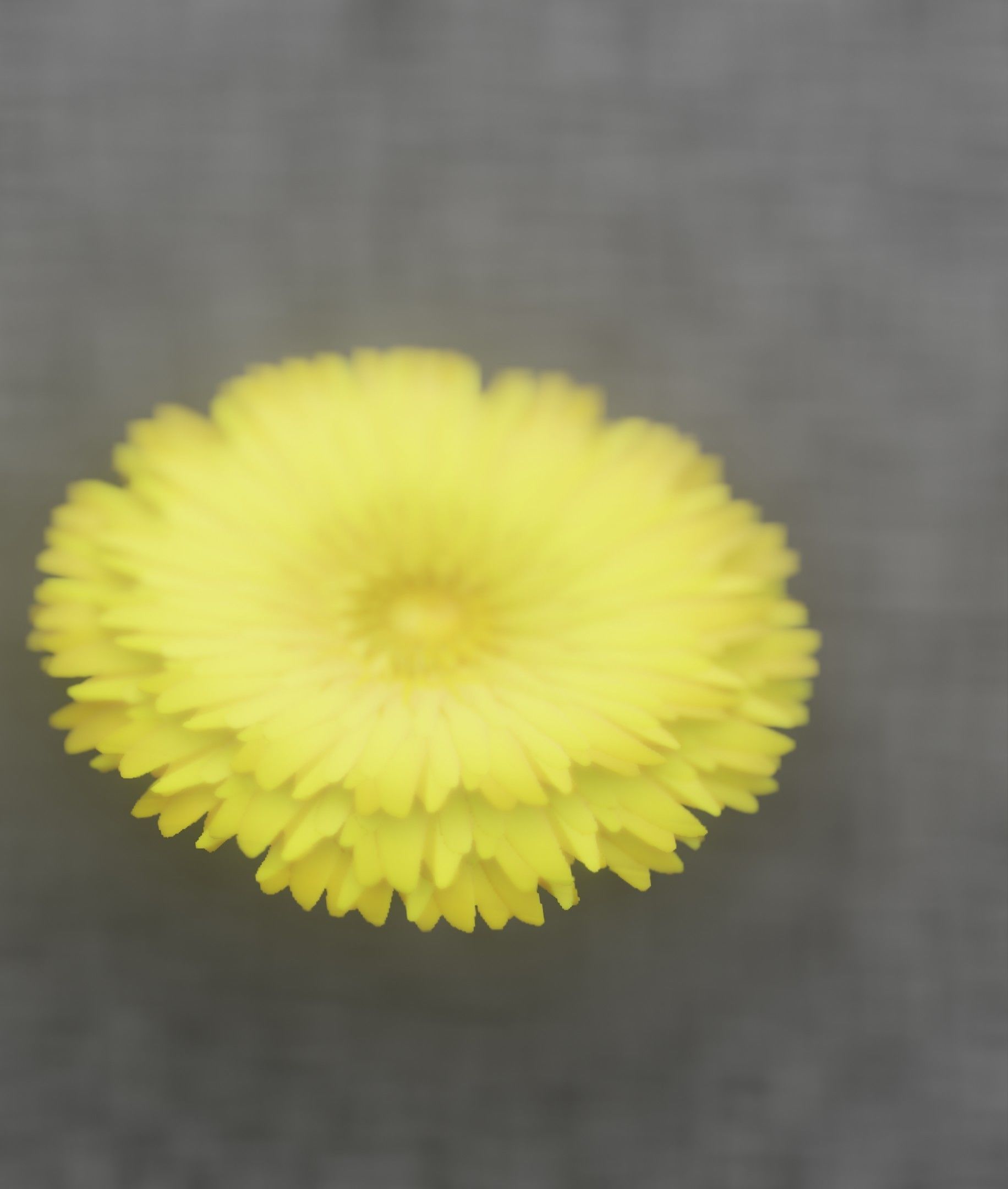 Dandelion Flower Blossom Version 7 - Object 38 Low-poly 3D model_12