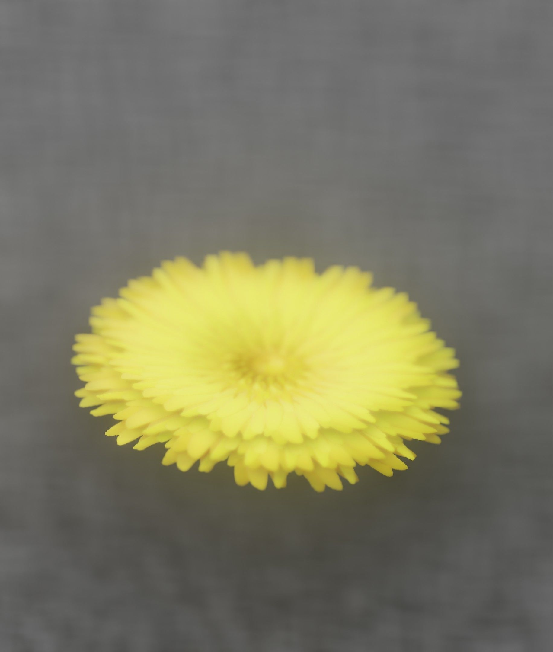 Dandelion Flower Blossom Version 7 - Object 38 Low-poly 3D model_9