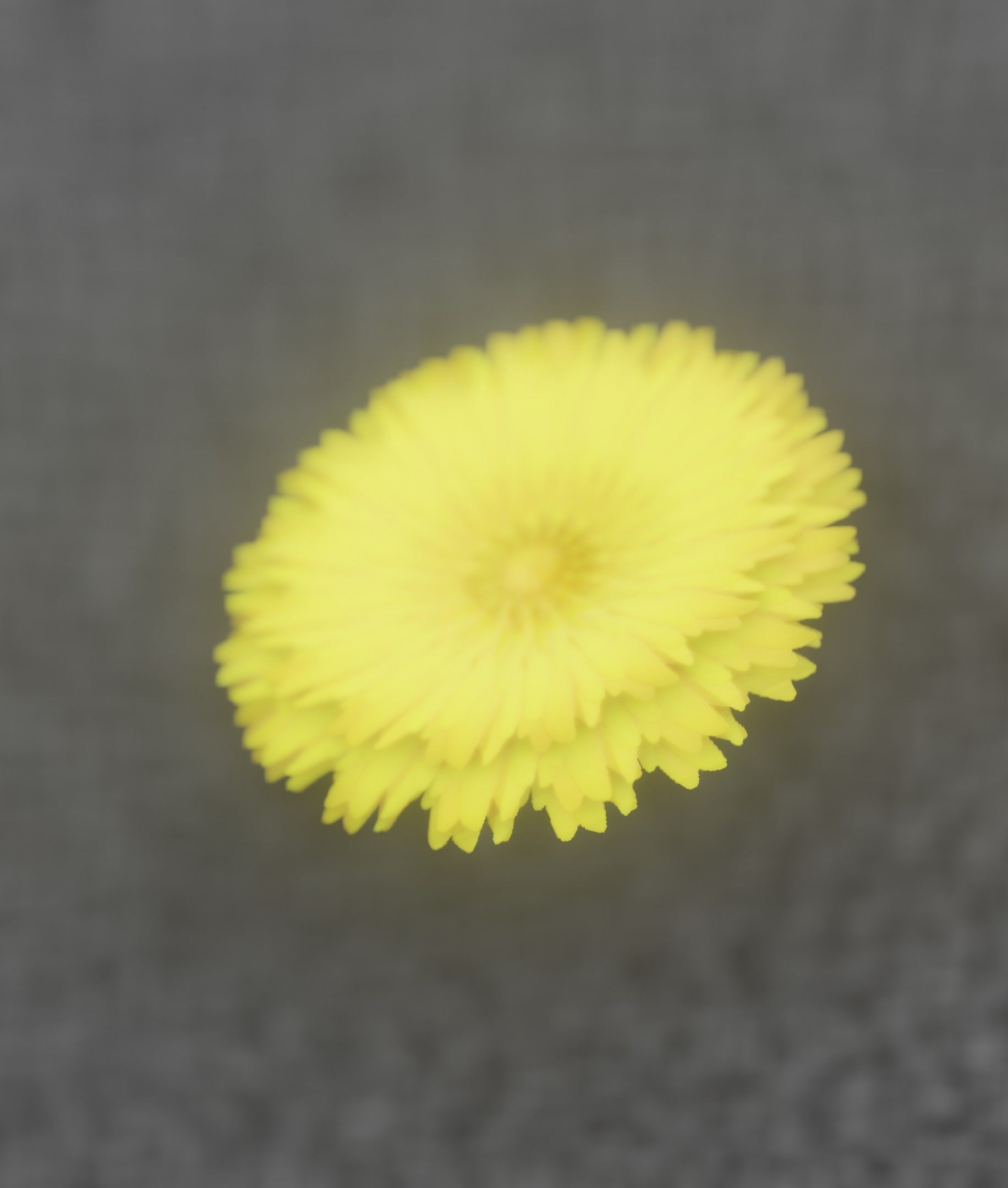 Dandelion Flower Blossom Version 7 - Object 38 Low-poly 3D model_26