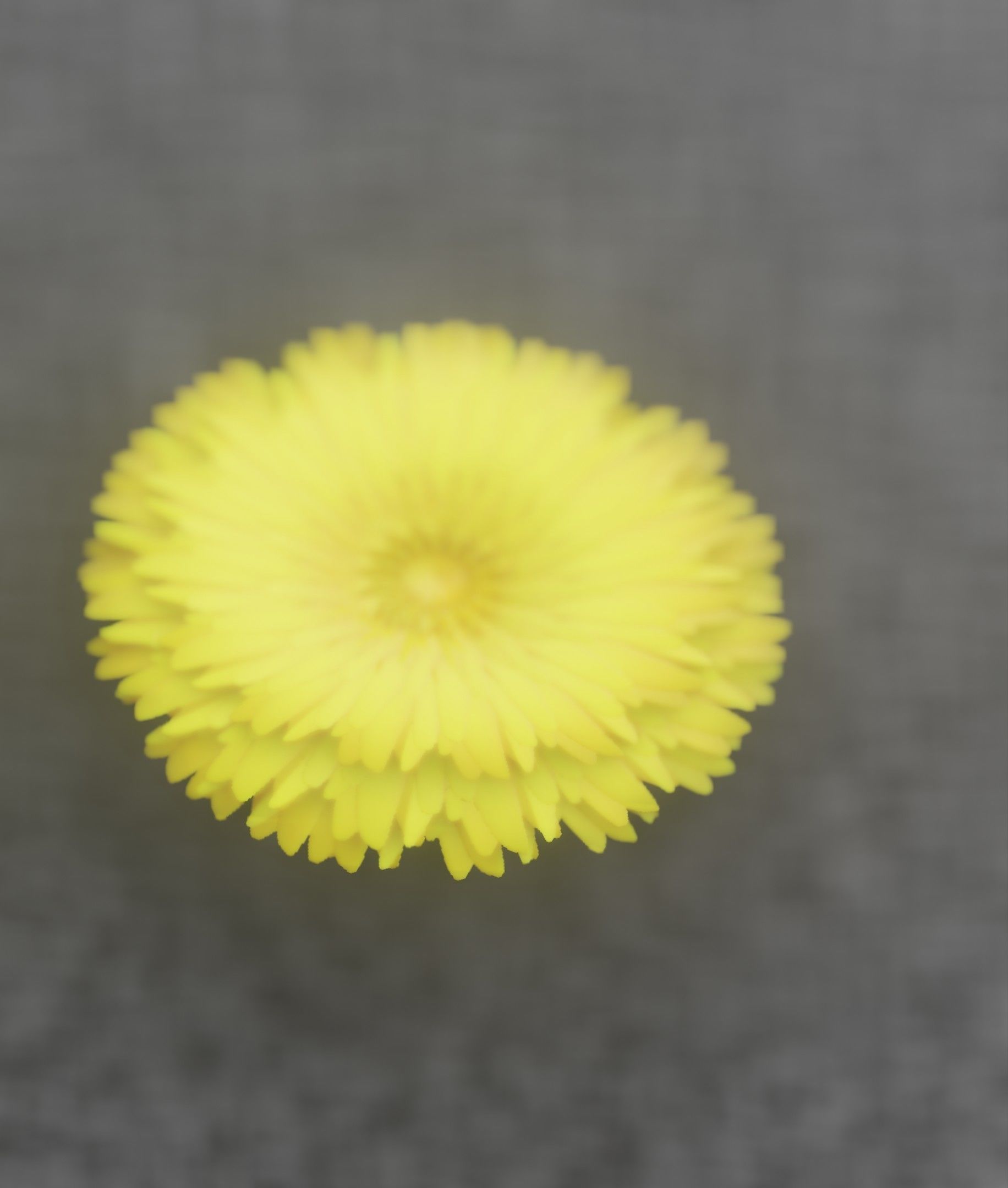 Dandelion Flower Blossom Version 7 - Object 38 Low-poly 3D model_13