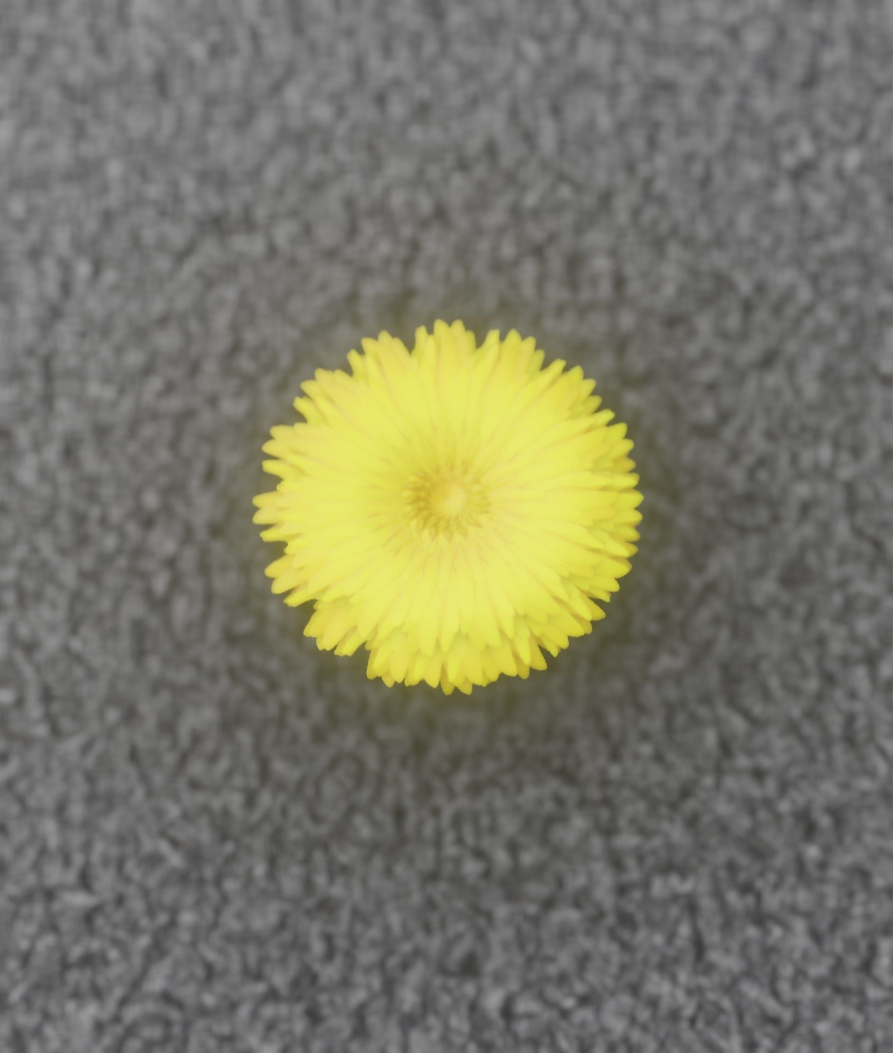 Dandelion Flower Blossom Version 7 - Object 38 Low-poly 3D model_37