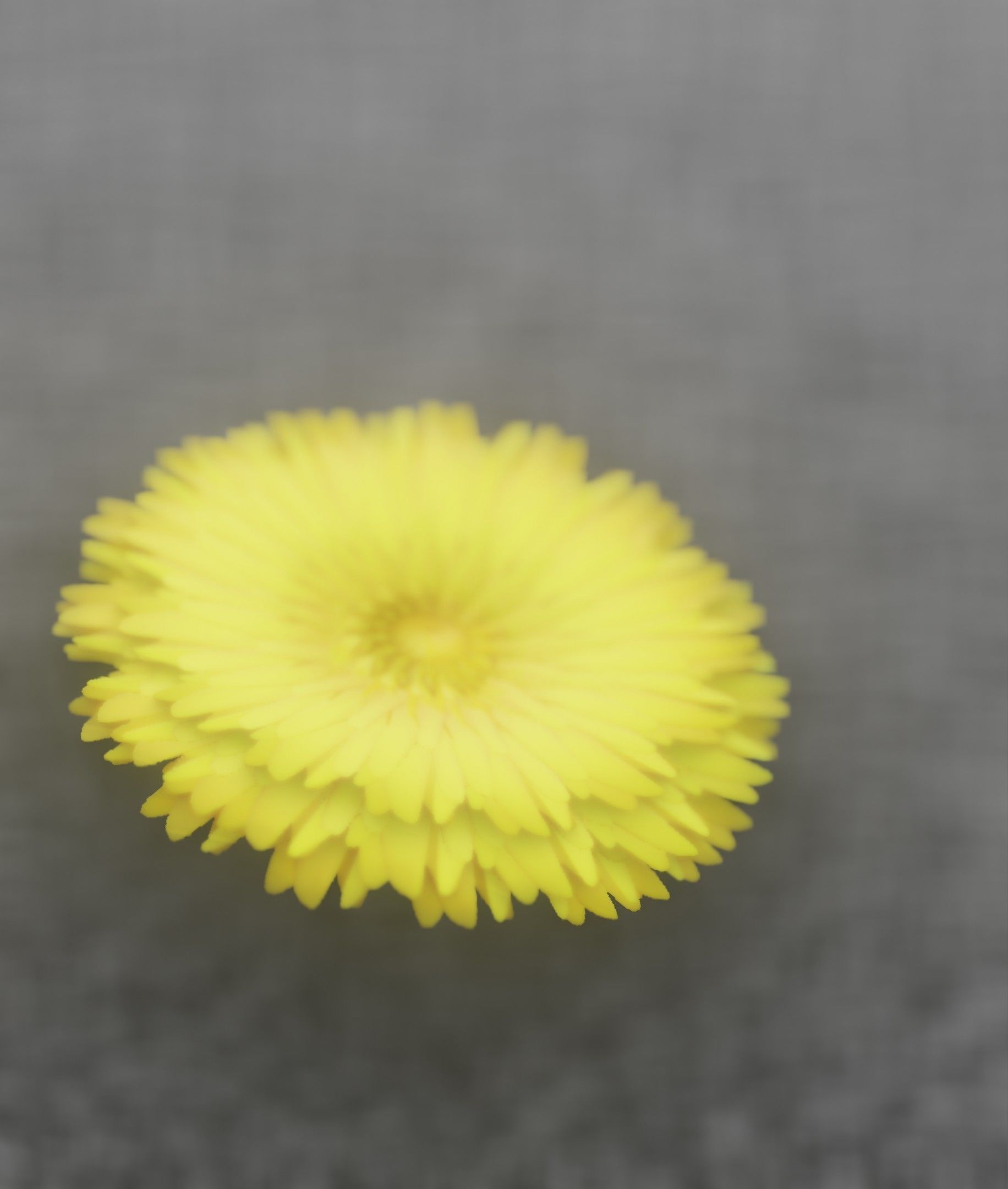 Dandelion Flower Blossom Version 7 - Object 38 Low-poly 3D model_40