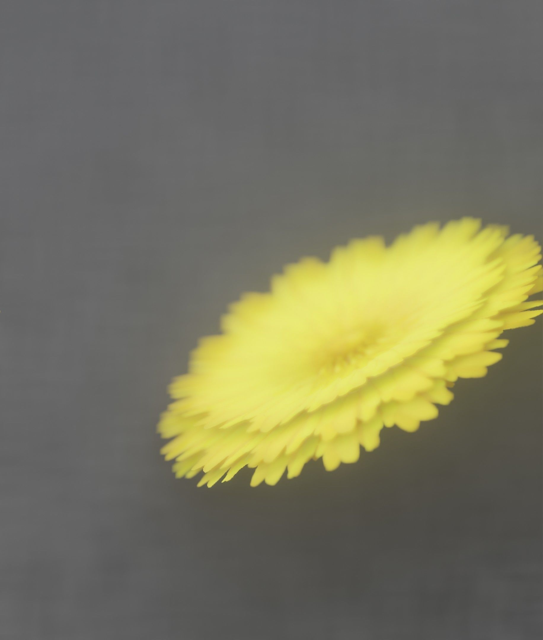 Dandelion Flower Blossom Version 7 - Object 38 Low-poly 3D model_31