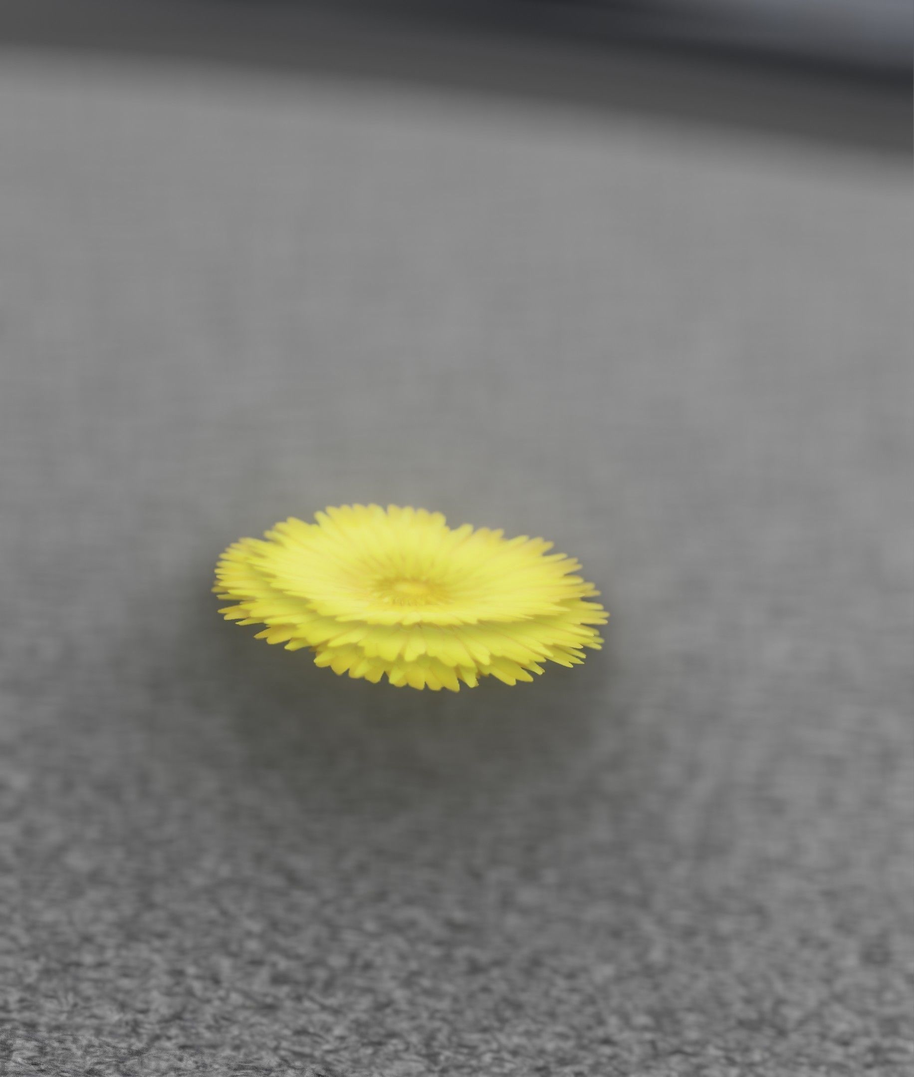 Dandelion Flower Blossom Version 7 - Object 38 Low-poly 3D model_43