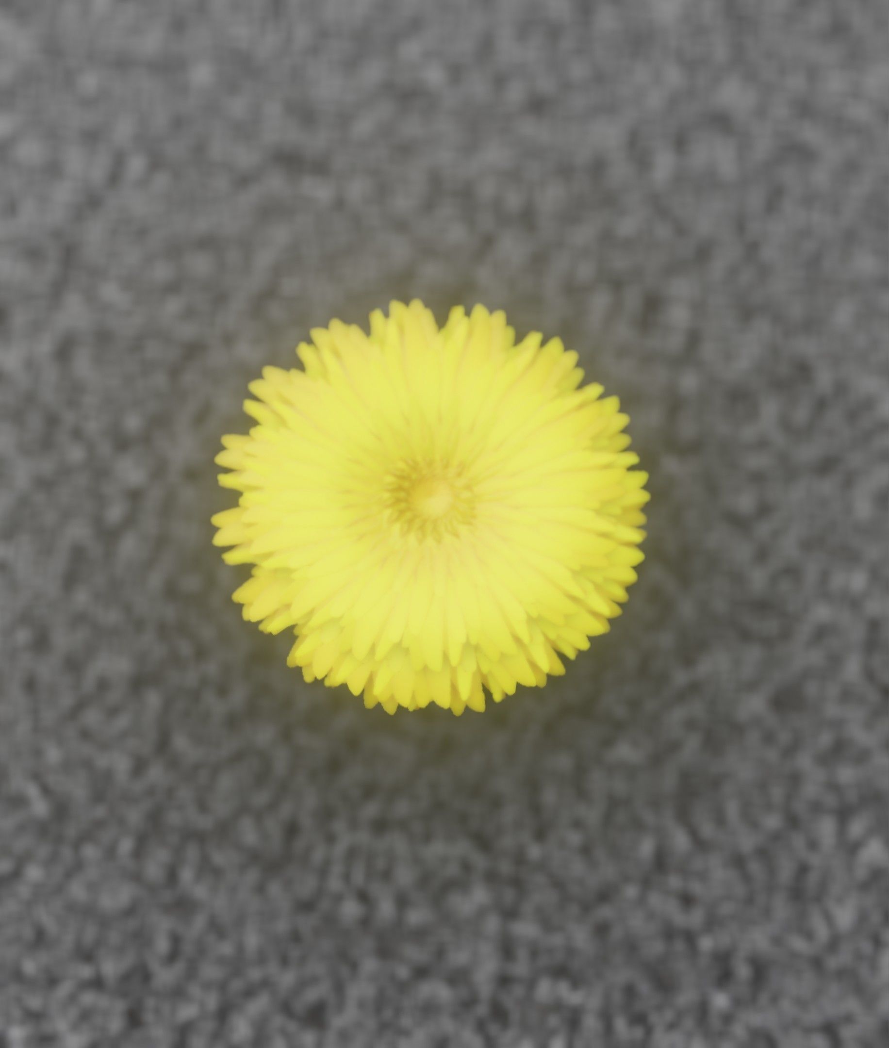 Dandelion Flower Blossom Version 7 - Object 38 Low-poly 3D model_38