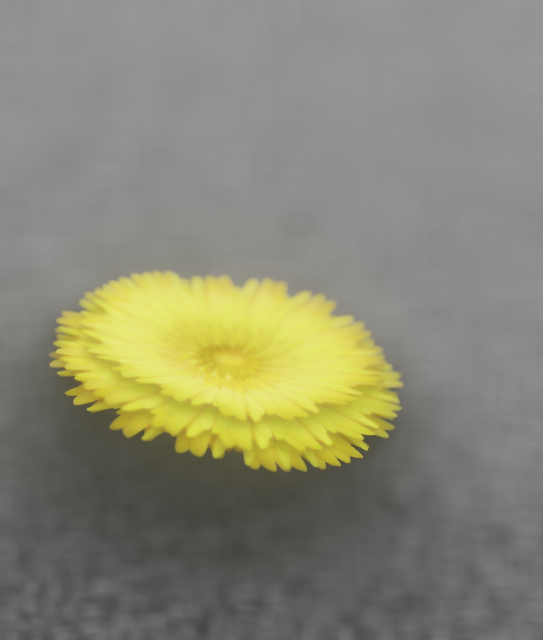 Dandelion Flower Blossom Version 7 - Object 38 Low-poly 3D model_41