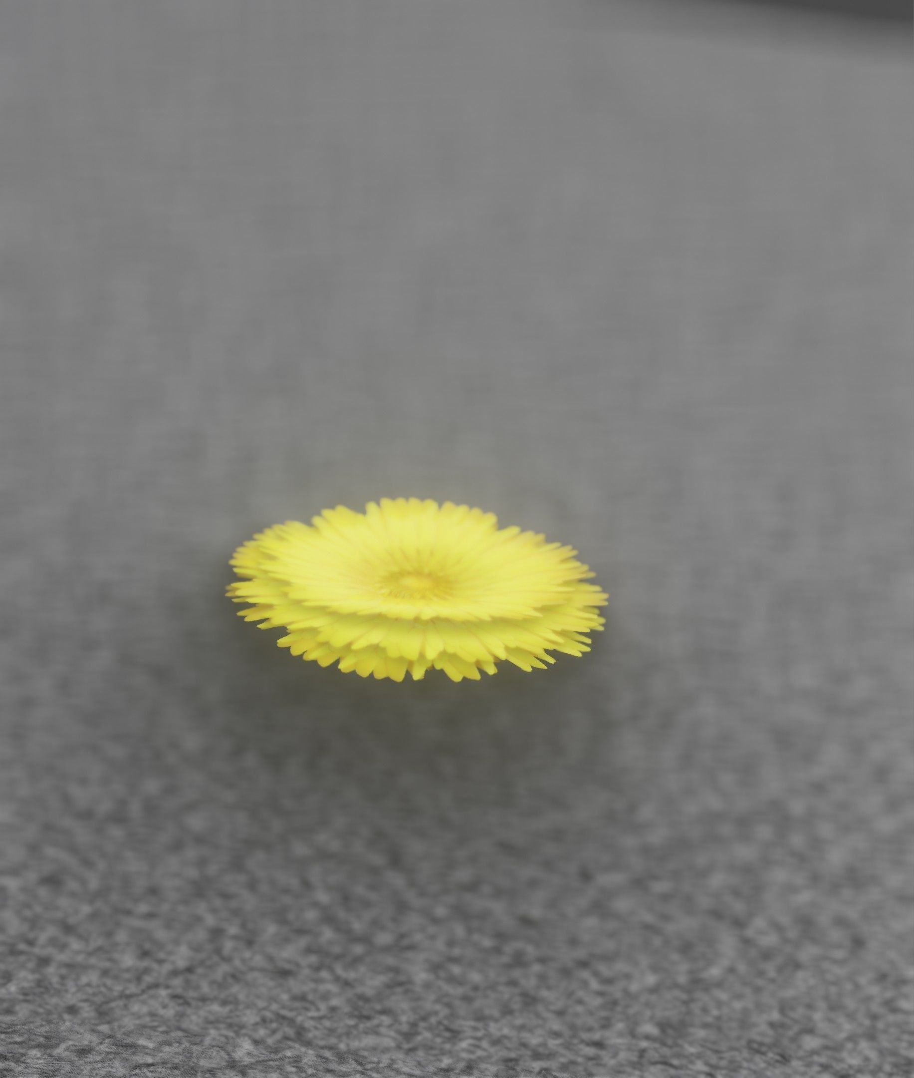 Dandelion Flower Blossom Version 7 - Object 38 Low-poly 3D model_44