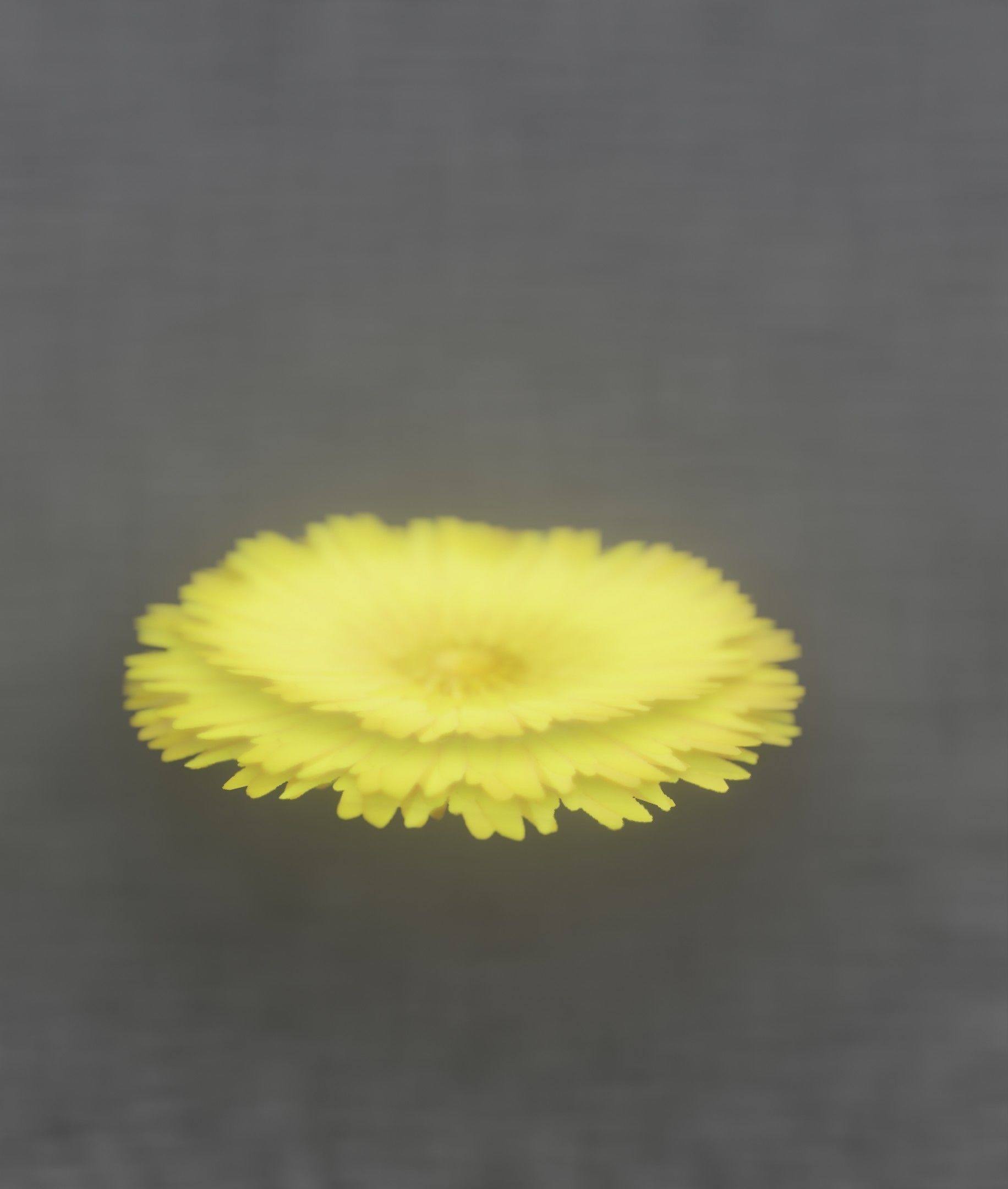 Dandelion Flower Blossom Version 7 - Object 38 Low-poly 3D model_47
