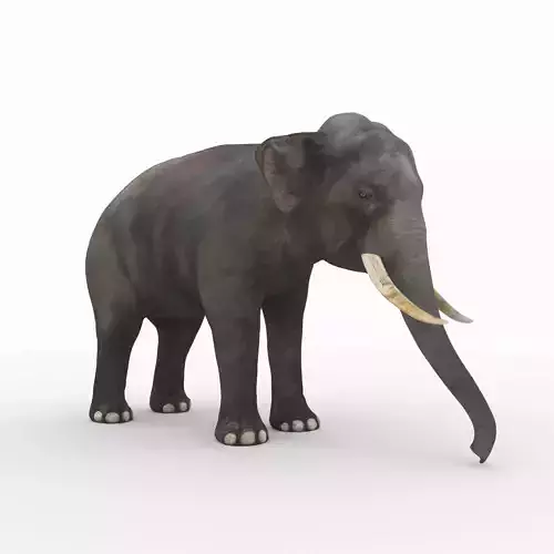 Elephant with tusks 3D model