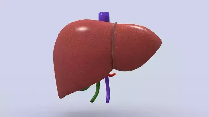 Human Liver 3D model