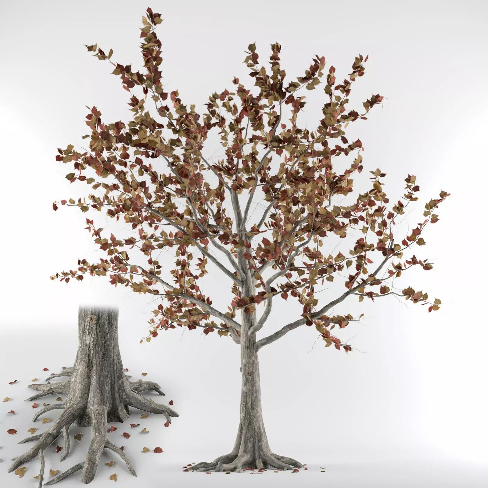 Tree-autumn tree with roots and leaves Free 3D model