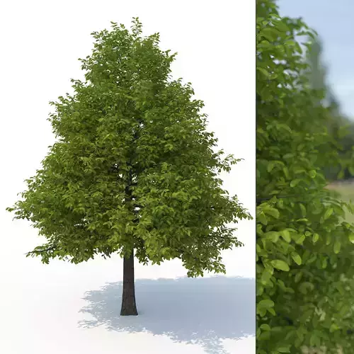 Black Tupelo Tree No 1