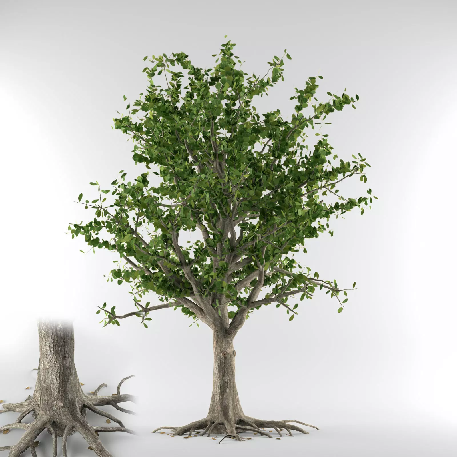 Pin cherry Tree Free 3D model