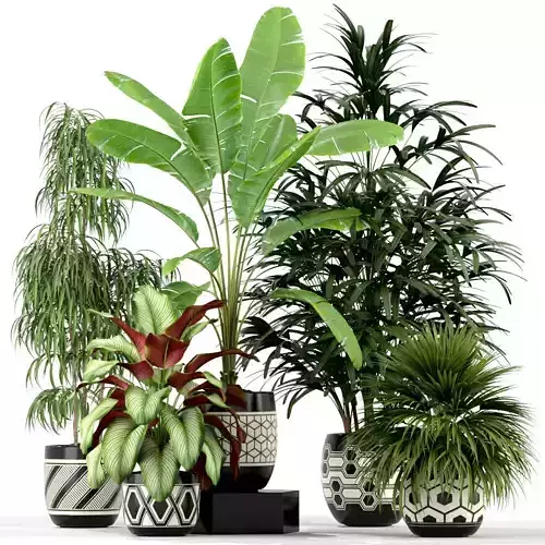 Plants collection 189