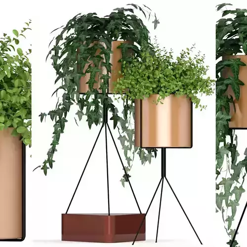 Plants collection 190