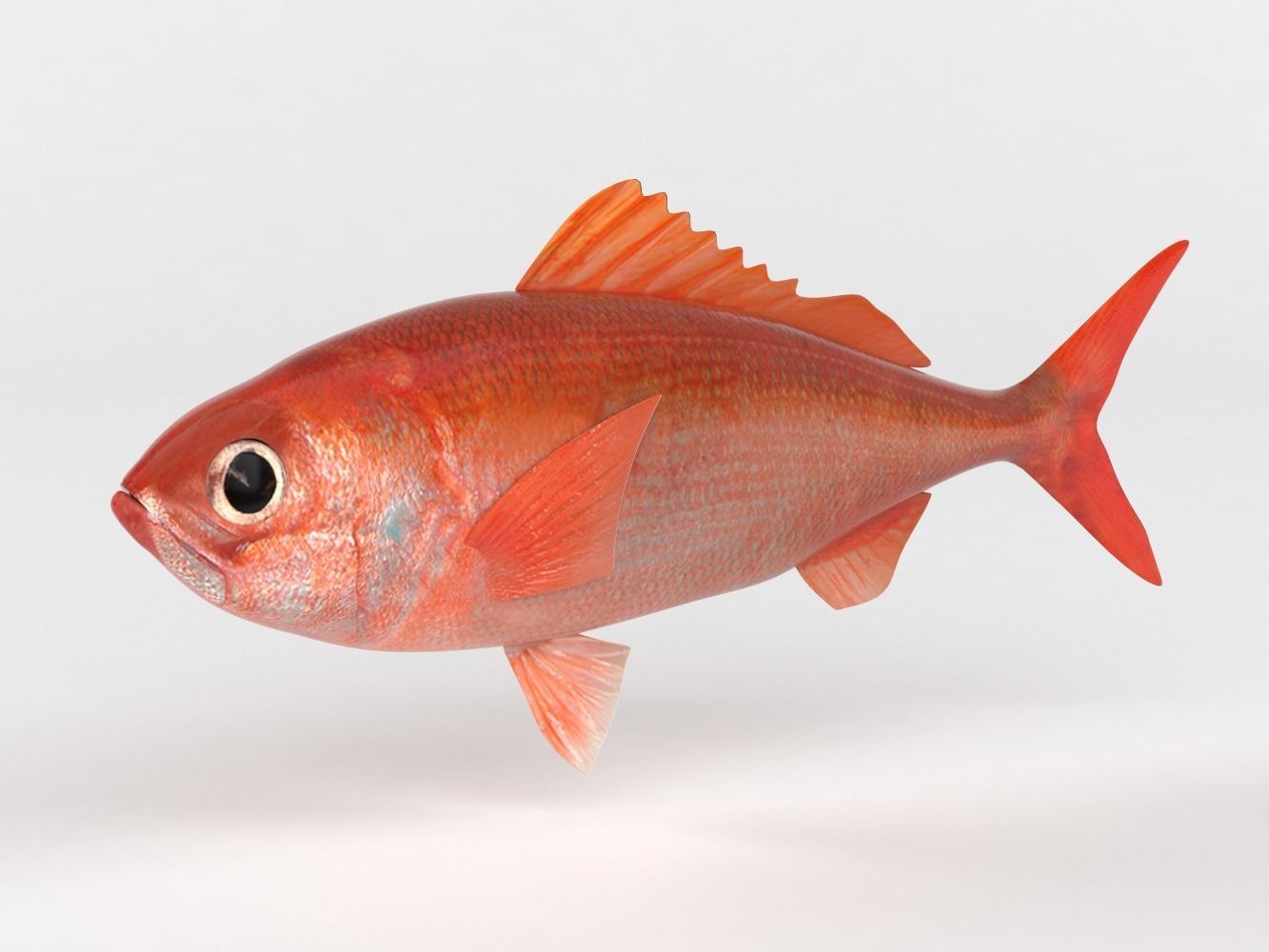 Ruby Fish 3D model_3