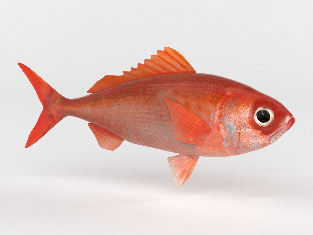 Ruby Fish 3D model_2
