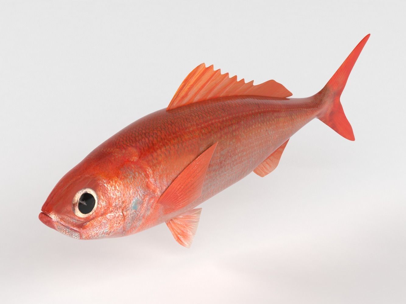 Ruby Fish 3D model_4