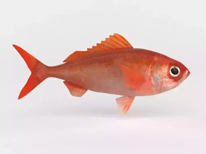 Ruby Fish 3D model