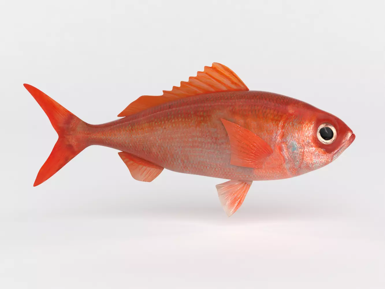 Ruby Fish 3D model_0