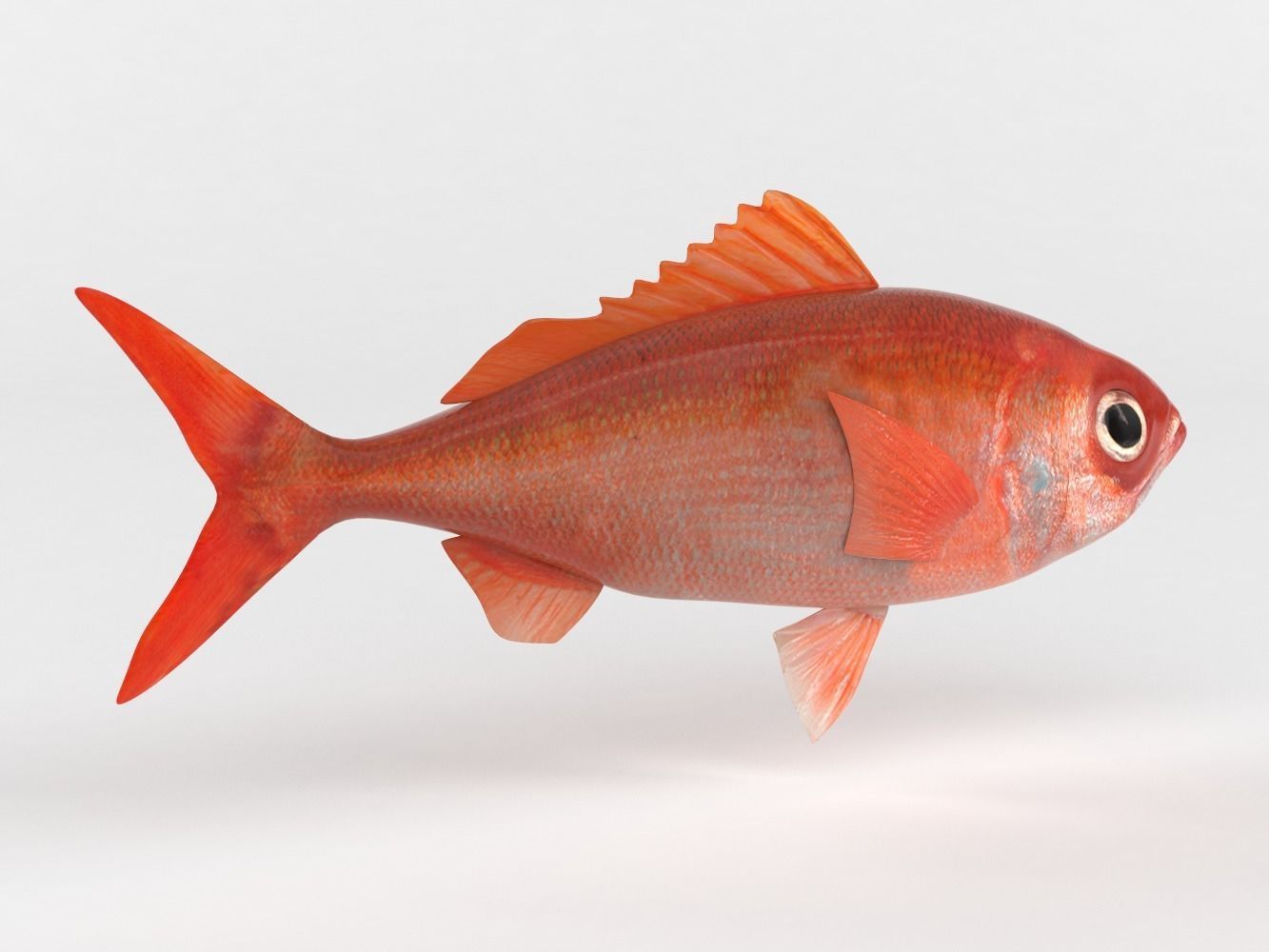 Ruby Fish 3D model_5