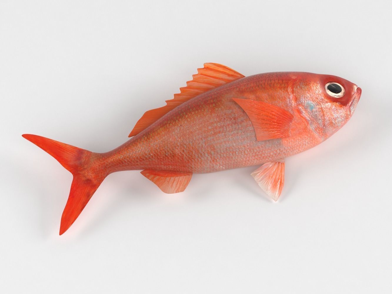 Ruby Fish 3D model_6