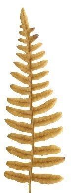 Western Bracken Fern Scanned Texture Pack - 46 Textures Texture_3