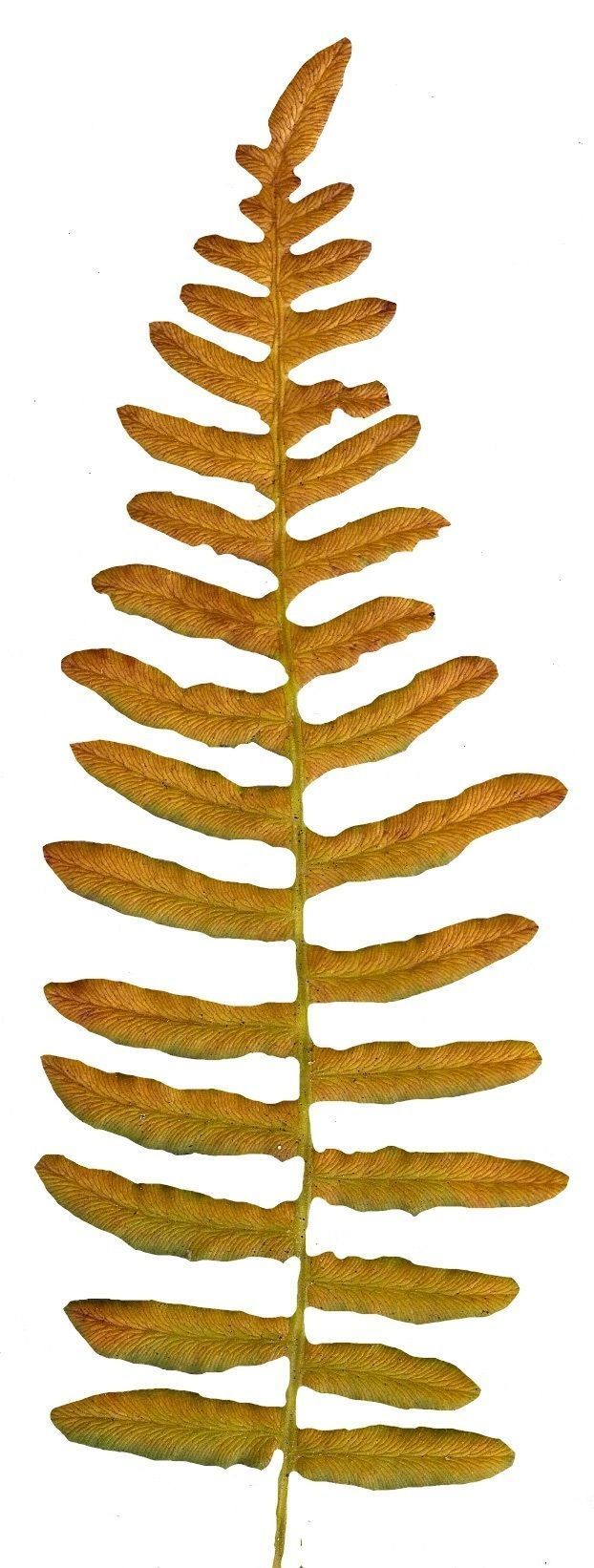 Western Bracken Fern Scanned Texture Pack - 46 Textures Texture_9