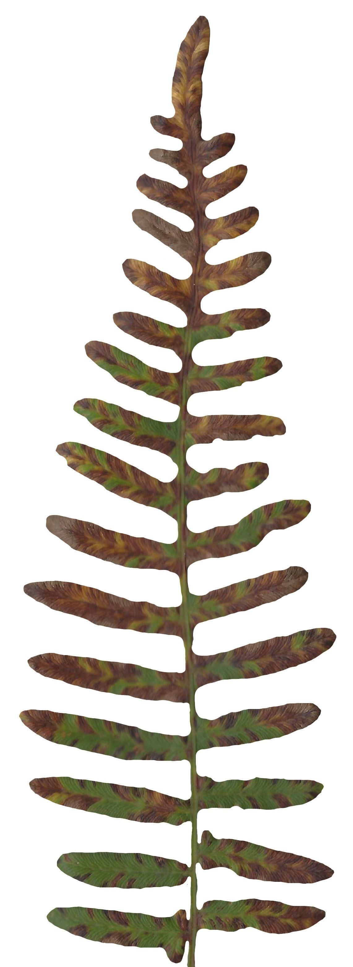 Western Bracken Fern Scanned Texture Pack - 46 Textures Texture_12