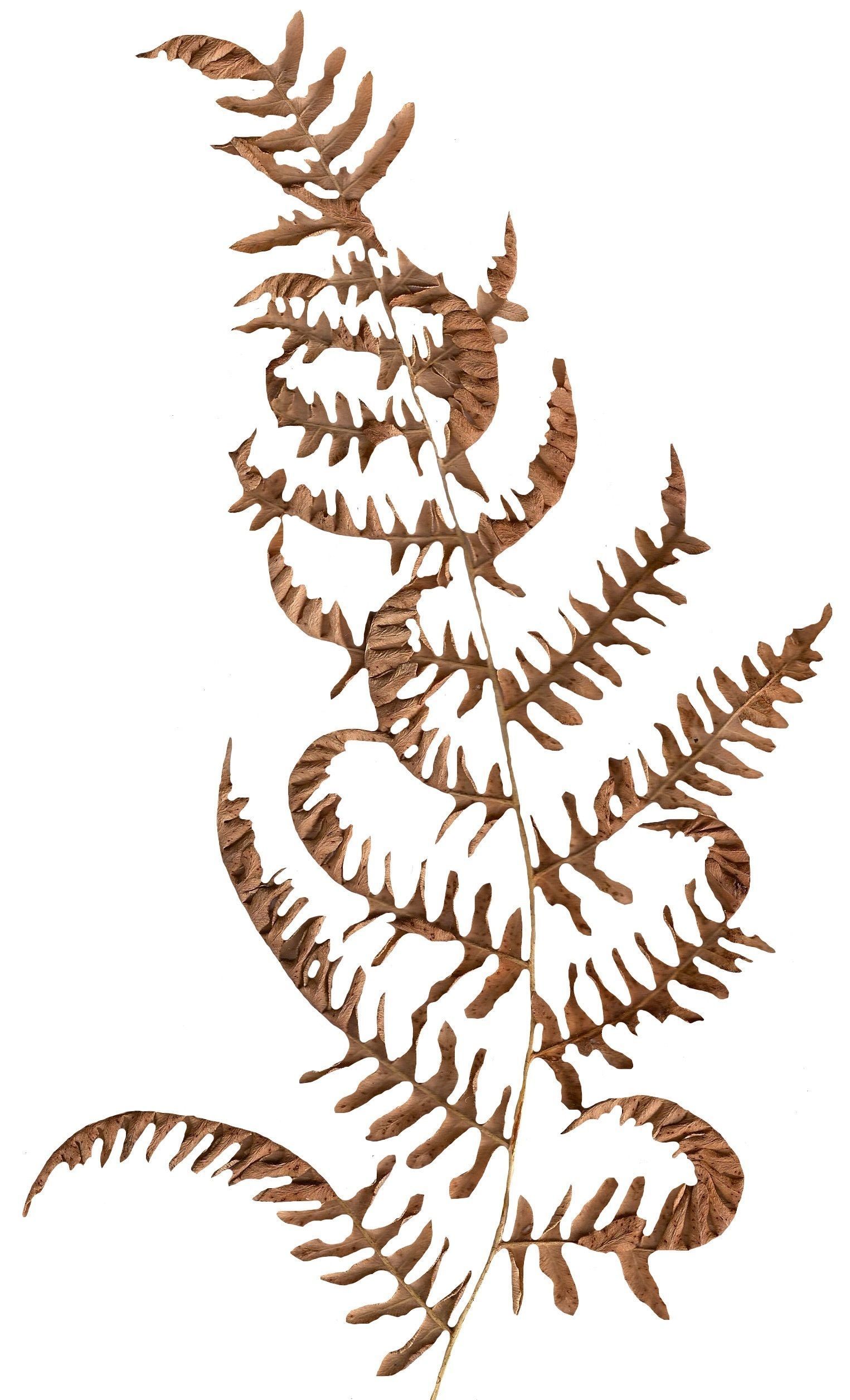 Western Bracken Fern Scanned Texture Pack - 46 Textures Texture_5