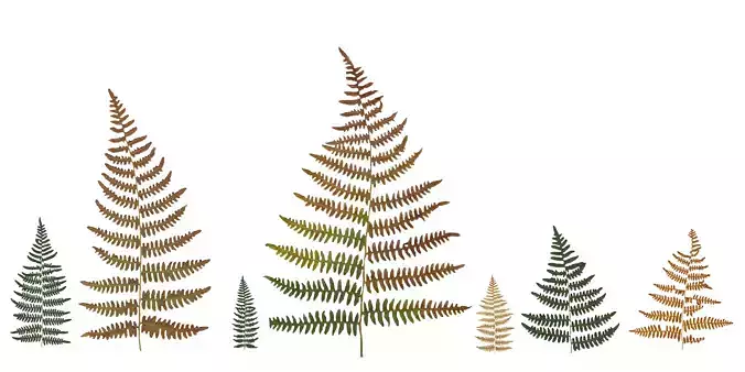 Western Bracken Fern Scanned Texture Pack - 46 Textures Texture Western Bracken Fern Scanned Texture Pack - 46 Textures Texture