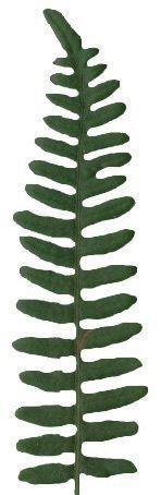 Western Bracken Fern Scanned Texture Pack - 46 Textures Texture_14