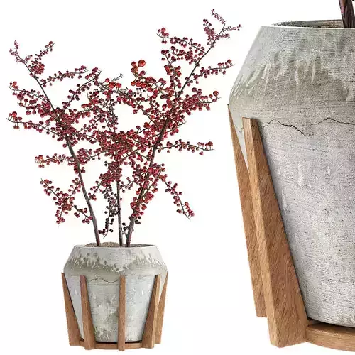 Plant in Pot Flowerpot Exotic Plant