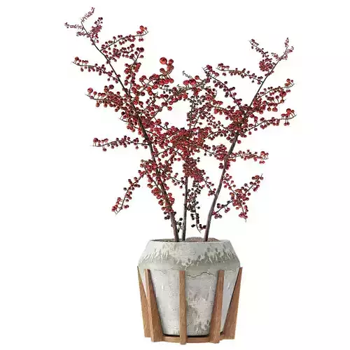 Plant in Pot Flowerpot Exotic Plant