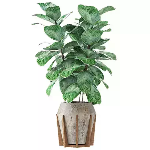 Plant in Pot Flowerpot Exotic Plant